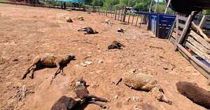 La Nación / Un estanciero perdió 29 ovejas de raza, en medio de un ataque de perros en Misiones