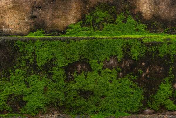 El musgo demuestra su superresistencia: sobrevive 9 meses en el espacio - Ciencia - ABC Color