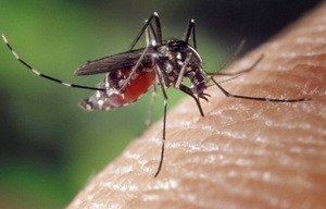 Vacuna dengue disponible para niños de 6 a 8 años