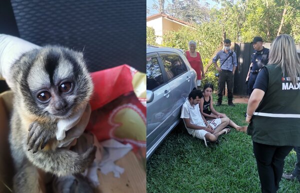 Incautan un mono nocturno en peligro de extinción y detienen a dos personas