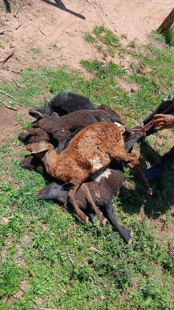 Mortífero ataque de perros a ovejas provoca millonarias pérdidas en Santa Rosa - Nacionales - ABC Color