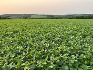 Productor sojero será juzgado por presunta violación de leyes ambientales en Gral. Eugenio A. Garay  - Nacionales - ABC Color