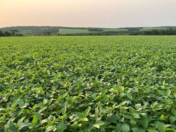 Productor sojero será juzgado por presunta violación de leyes ambientales en Gral. Eugenio A. Garay  - Nacionales - ABC Color