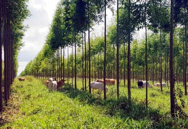 Estos son los números que consolidan el crecimiento del sector forestal - ABC Rural - ABC Color