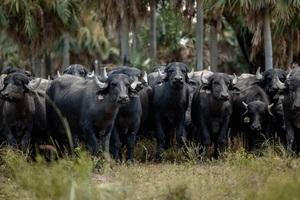 Precios históricos y demanda creciente marcan un 2025 récord para el sector bubalino