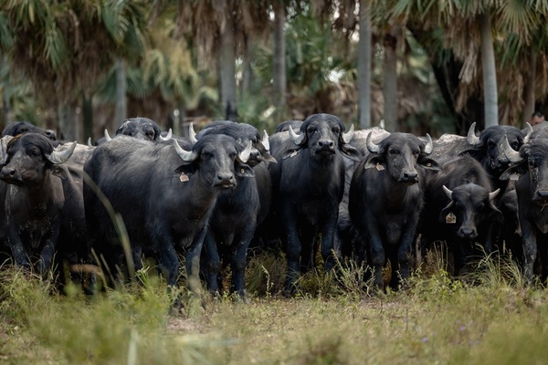 Precios históricos y demanda creciente marcan un 2025 récord para el sector bubalino