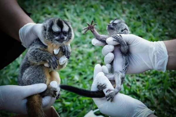 Rescatan dos monos nocturnos en operativo contra el tráfico de fauna silvestre - Policiales - ABC Color