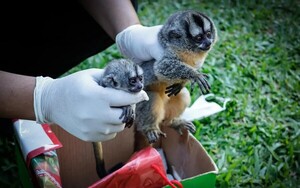 Rescatan a monitos silvestres y detienen a dos personas