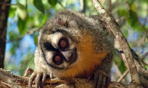 Un operativo interinstitucional frustra la venta clandestina de dos monos nocturnos en Luque - OviedoPress