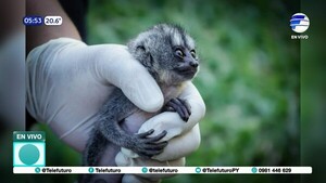 Pareja detenida por tráfico de animales silvestres en Luque