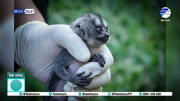 Pareja detenida por tráfico de animales silvestres en Luque