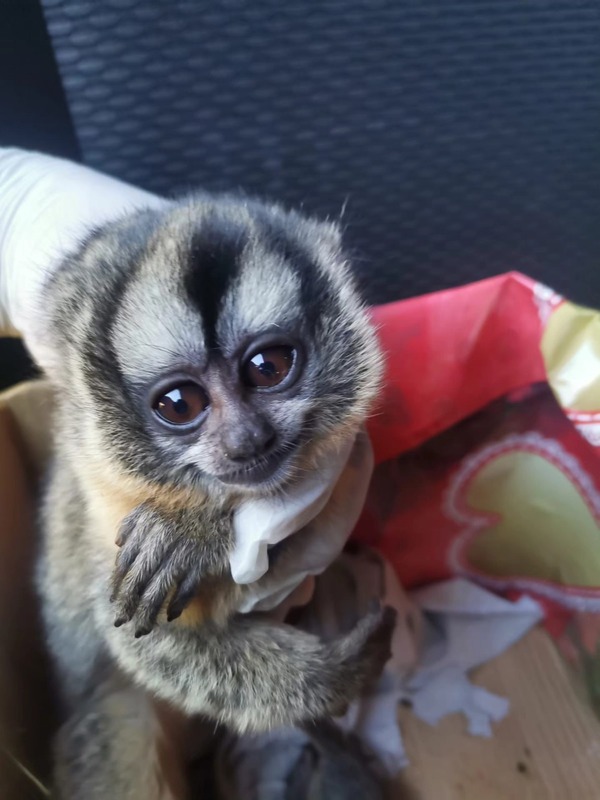 Detienen a pareja que intentó comercializar monos nocturnos en Luque - trece