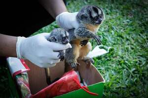 Rescatan a dos monos nocturnos y detienen a una pareja en Luque | Unicanal