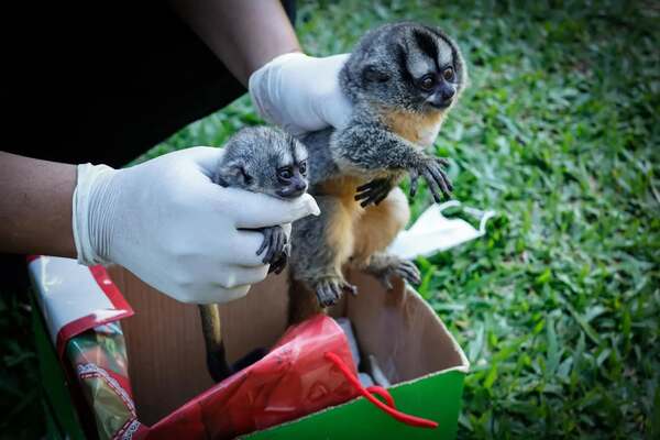 Rescatan a dos monos nocturnos y detienen a una pareja en Luque | Unicanal