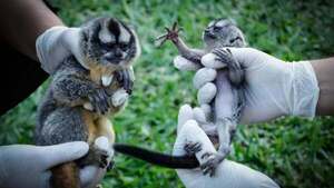 Rescataron dos monos nocturnos en Luque mediante compra vigilada