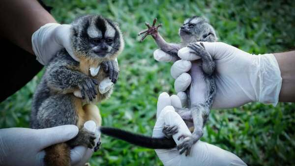 Rescataron dos monos nocturnos en Luque mediante compra vigilada
