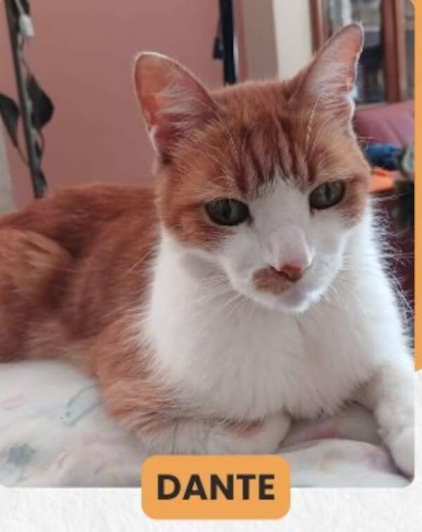 Dante - Encontrá a tu mascota - ABC Color