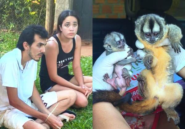 Detienen a pareja por vender monos en peligro de extinción •