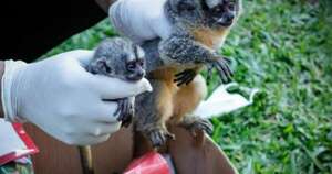 Diario HOY | Rescatan a dos monos nocturnos que iban a ser comercializados ilegalmente en Luque