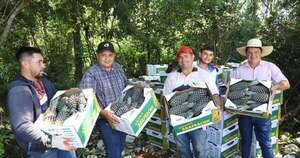 Diario HOY | Productores de piña consiguen exportar a Argentina