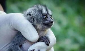 Pareja detenida por comercializar monos nocturnos en peligro de extinción en Luque – Prensa 5