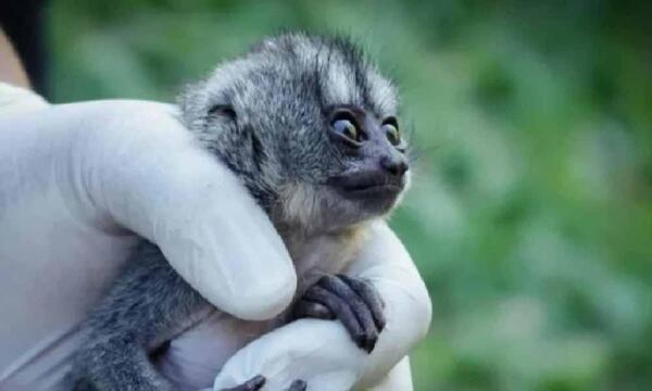 Pareja detenida por comercializar monos nocturnos en peligro de extinción en Luque – Prensa 5