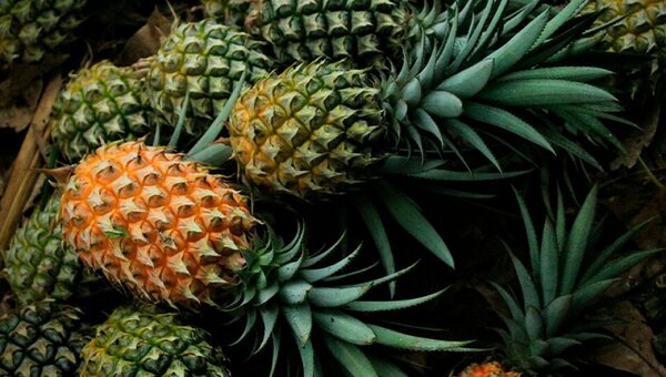 Piña paraguaya llegará a Argentina - ADN Digital