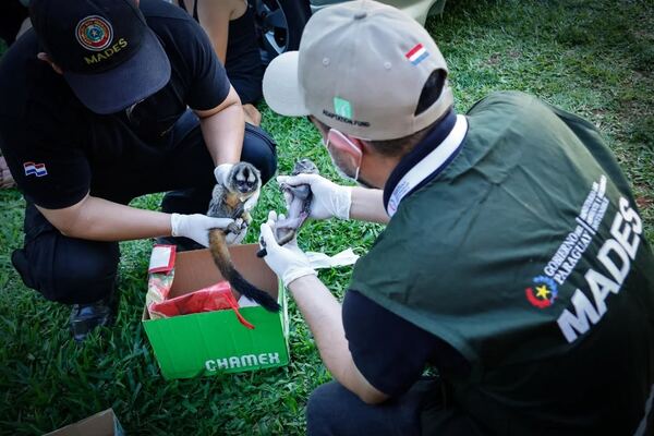 Detienen a dos personas por tráfico de fauna silvestre en Luque