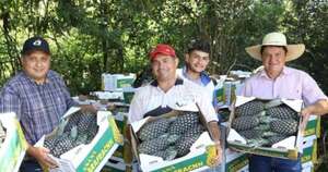 La Nación / Productores exportan piña a Argentina y generan G. 2.500 millones para la agricultura familiar