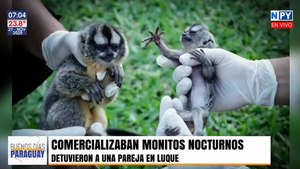 Luque: Pareja detenida por intentar comercializar "monos nocturnos" en peligro de extinción