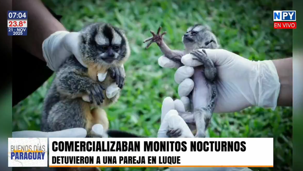 Luque: Pareja detenida por intentar comercializar "monos nocturnos" en peligro de extinción