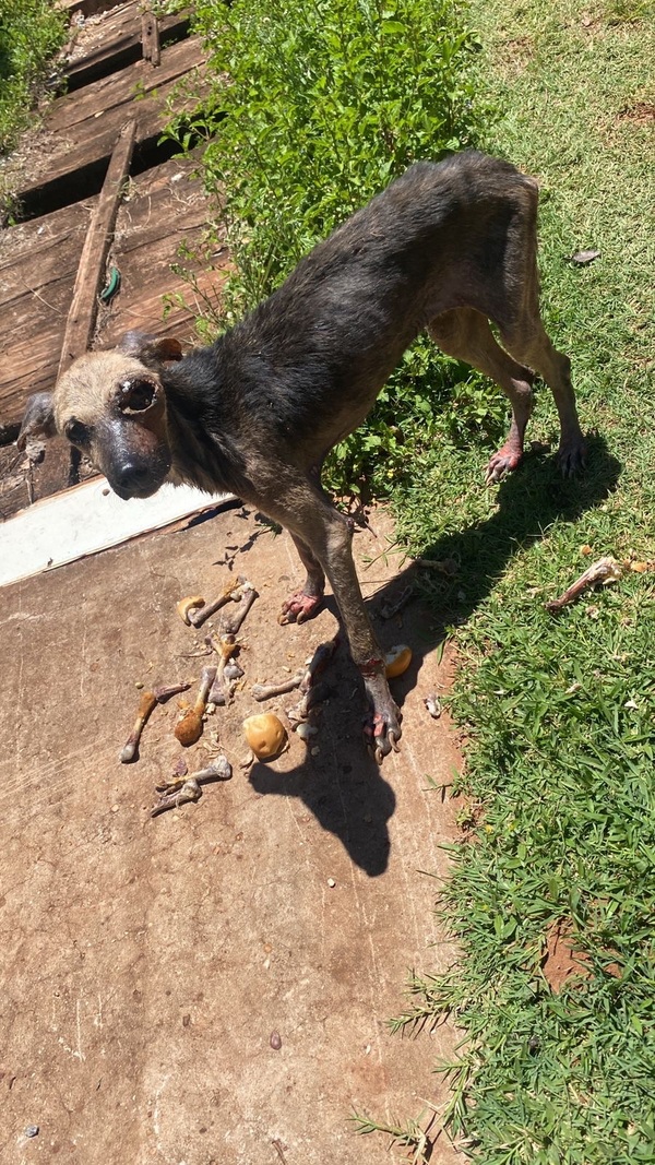 Perrita abandonada en Inmaculada preocupa por posible leishmaniasis - Concepción al Día