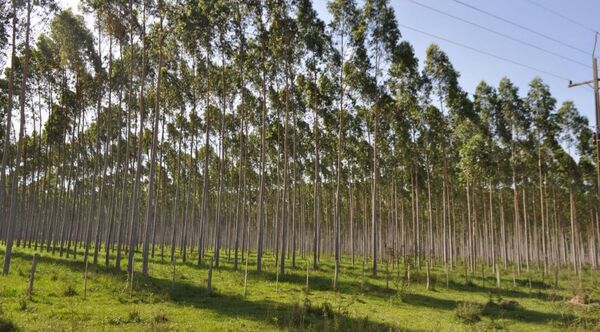 Sector forestal exportó productos por valor de USD 83 millones