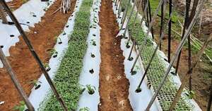 La Nación / Siembras del plan “Cultivar Tomate Todo el Año” registran 99 % de germinación