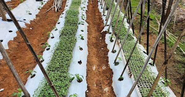 La Nación / Siembras del plan “Cultivar Tomate Todo el Año” registran 99 % de germinación