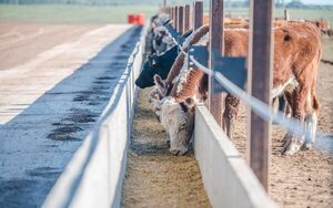 Punto de equilibrio para los confinamientos en Uruguay se ubica en US$ 5,30 a la carne