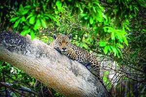 Jaguareté Conservación: Paraguay articula protección y Chaco