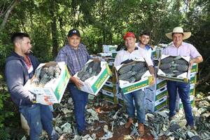 De Horqueta a la Argentina: “piña paraguaya abre puertas”