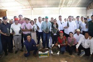 Productores de Concepción exportarán 1.400 cajas de piña a Argentina