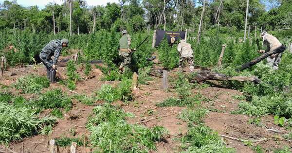 La Nación / Incautan más de 7 toneladas de marihuana en Concepción