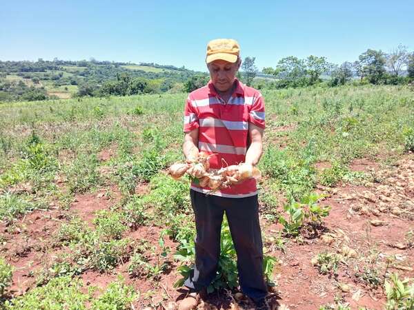 Productores frutihortícolas de Independencia piden apoyo estatal para competir con grandes empresas chaqueñas  - Nacionales - ABC Color