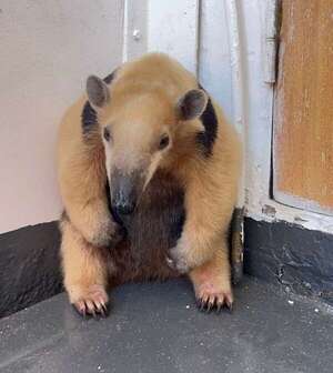 Rescate a bordo: salvan a un oso melero encontrado en un remolcador - Nacionales - ABC Color
