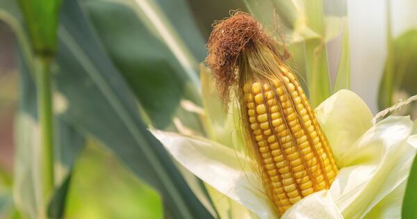 La Nación / Descubren en Paraguay hongo que afecta al maíz