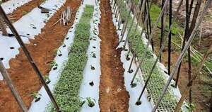 La Nación / Siembras registran 99 % de germinación