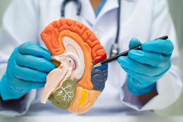 Crean células capaces de eliminar el glioblastoma, uno de los peores tumores cerebrales - Ciencia - ABC Color