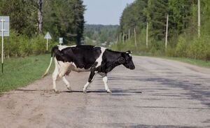 Motociclista sufre grave accidente al chocar contra una vaca en Aquino-cue - Concepción al Día