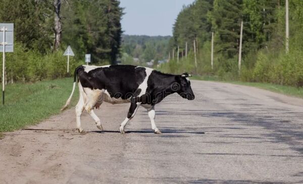 Motociclista sufre grave accidente al chocar contra una vaca en Aquino-cue - Concepción al Día