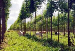 Fortaleza estructural se observa en la cadena de valor forestal - ABC Rural - ABC Color