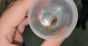 Diario HOY | ¿Qué hacer si aparecen alacranes en la casa?