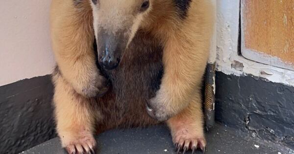 Diario HOY | Rescate y liberación exitosa de un oso melero